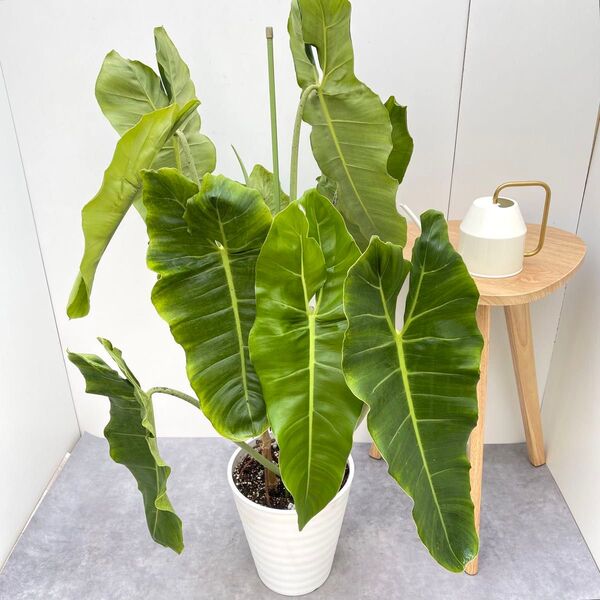 フィロデンドロン パライソベルデ 斑入り【現品】☆希少☆ 観葉植物