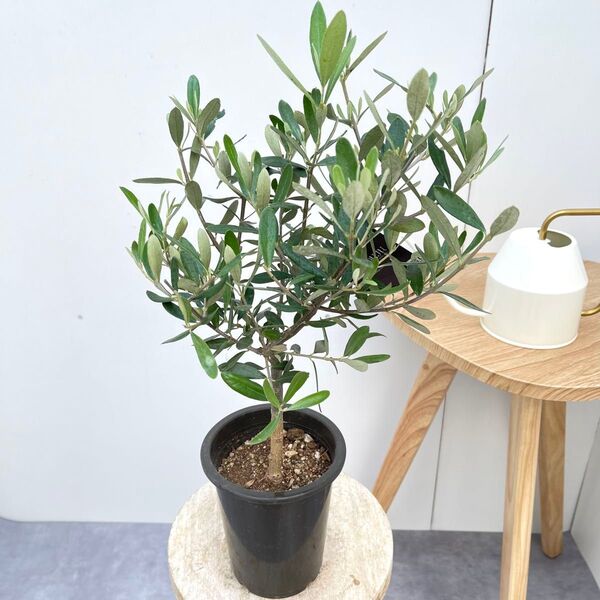 オリーブ チプレッシーノ 5【現品】観葉植物 創樹 SOUJU 4号