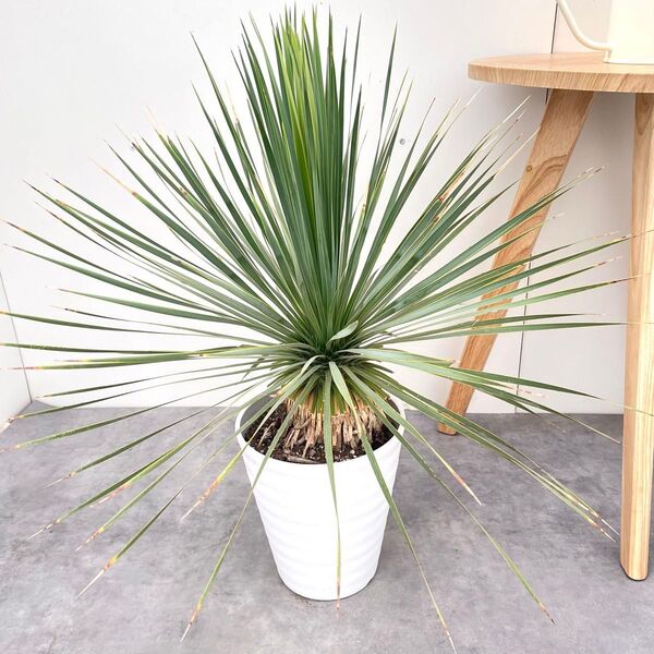 ユッカ ロストラータ サファイアスカイズ 2【現品】 ☆希少☆ 観葉植物 大型