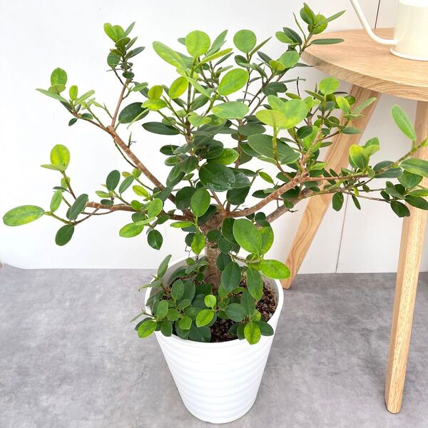 パンダガジュマル 5【現品】☆希少☆ 観葉植物 大型