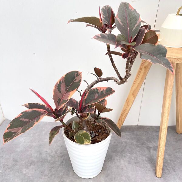 フィカス ルビー 曲がり 9【現品】観葉植物 室内 大型
