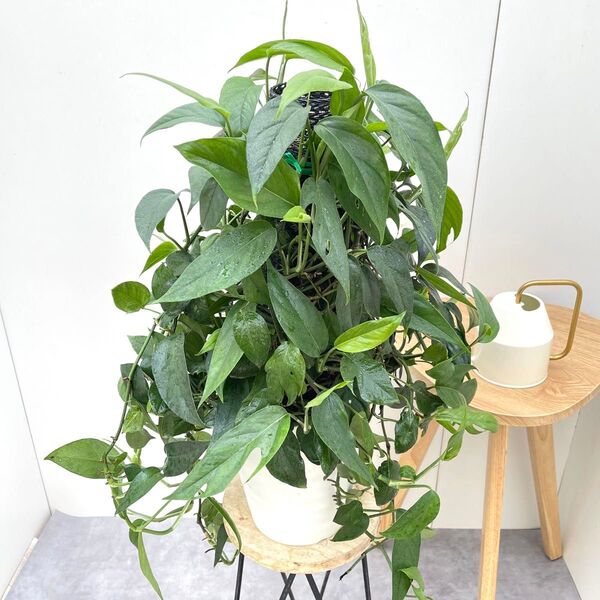 エピプレヌム ヒナツム ブルーフォーム【現品】観葉植物 ヘゴ仕立て 室内