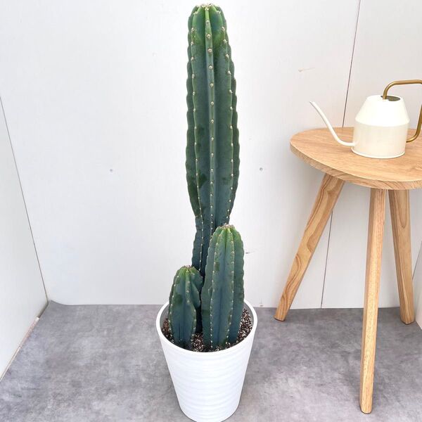 柱サボテン 3本立て 3【現品】観葉植物 ドライガーデン 大型