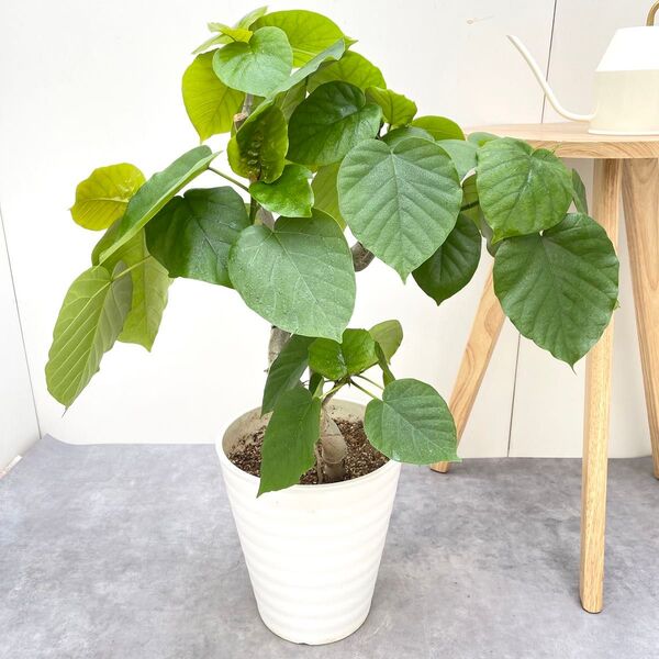 フィカス ウンベラータ 曲がり 6【現品】観葉植物 室内 大型