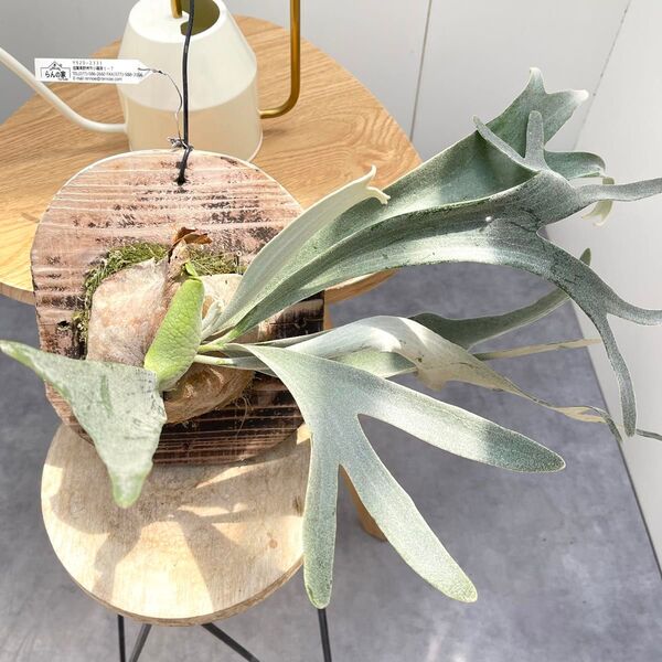 ビカクシダ ホワイトアンドシャイン【現品】観葉植物 板付