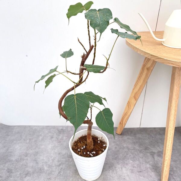 インドボダイジュ 4【現品】観葉植物 室内 6号