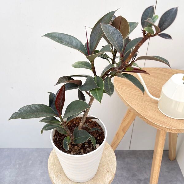 フィカス メラニー 10【現品】観葉植物 室内 5号 曲がり