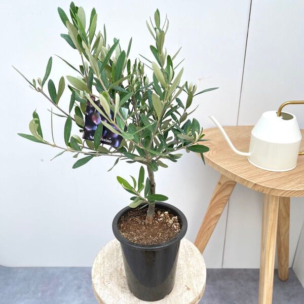 オリーブ チプレッシーノ 7【現品】観葉植物 創樹 SOUJU 4号