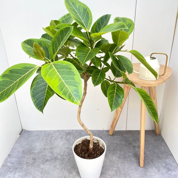 フィカス アルテシマ 曲がり 2【現品】観葉植物 室内