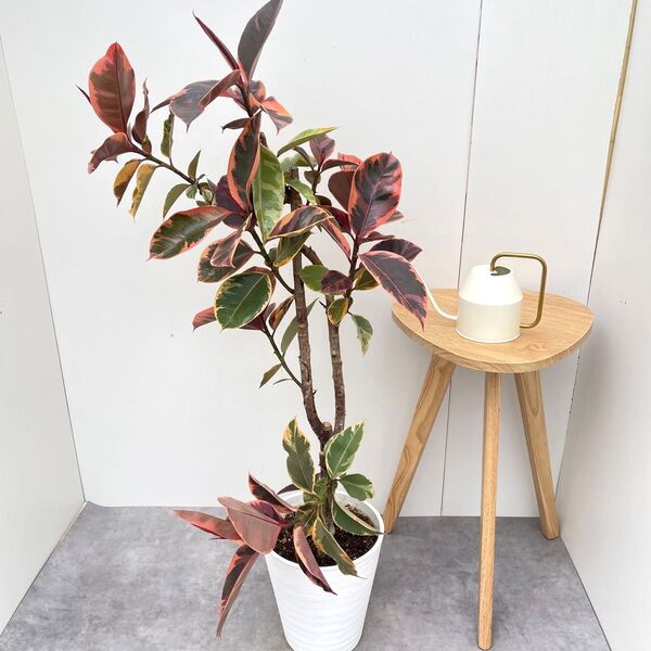 フィカス ルビー ストレート 1【現品】観葉植物 室内 大型