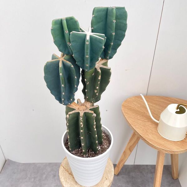 柱サボテン ブランチ 22【現品】観葉植物 ドライガーデン 6号