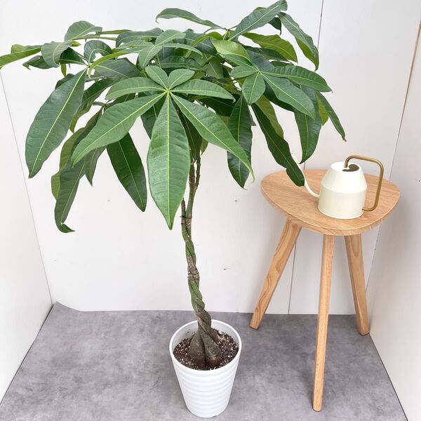 パキラ ねじり 7【現品】観葉植物 室内 7号