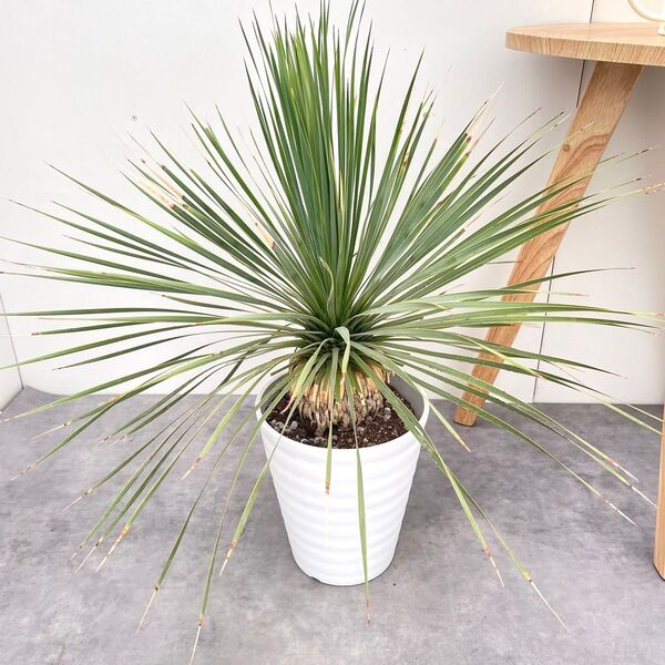 ユッカ ロストラータ サファイアスカイズ 9【現品】 ☆希少☆ 観葉植物 大型