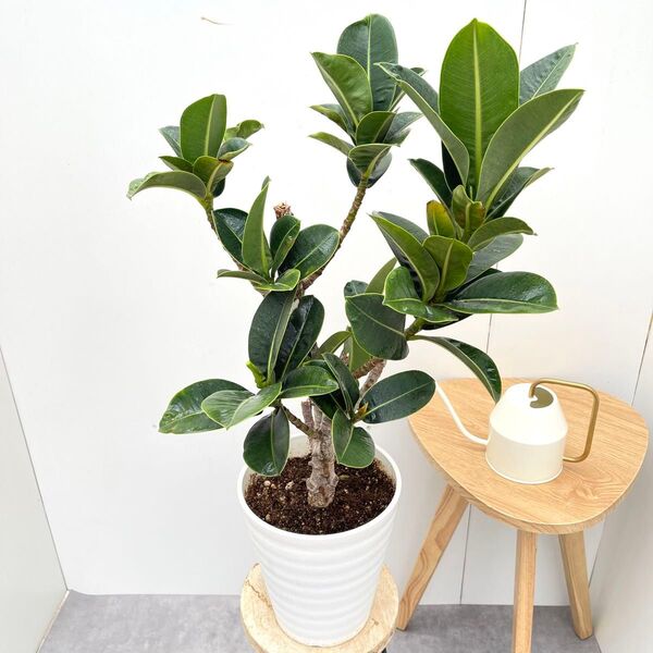 フィカス アポロゴム 7【現品】観葉植物 室内