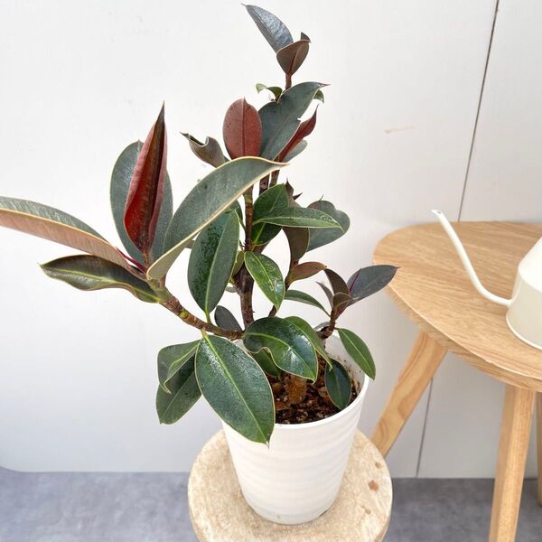 フィカス メラニー 15【現品】観葉植物 室内 5号