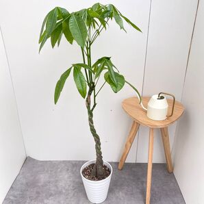 パキラ ねじり 8【現品】観葉植物 室内 大型