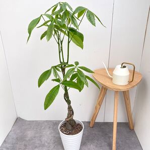 パキラ ねじり 10【現品】観葉植物 室内 大型