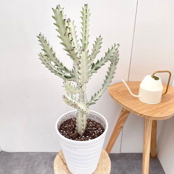 ユーフォルビア ホワイトゴースト 2【現品】☆希少☆ 観葉植物 室内