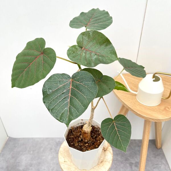 フィカス ペティオラリス 10【現品】☆希少☆ 観葉植物 室内