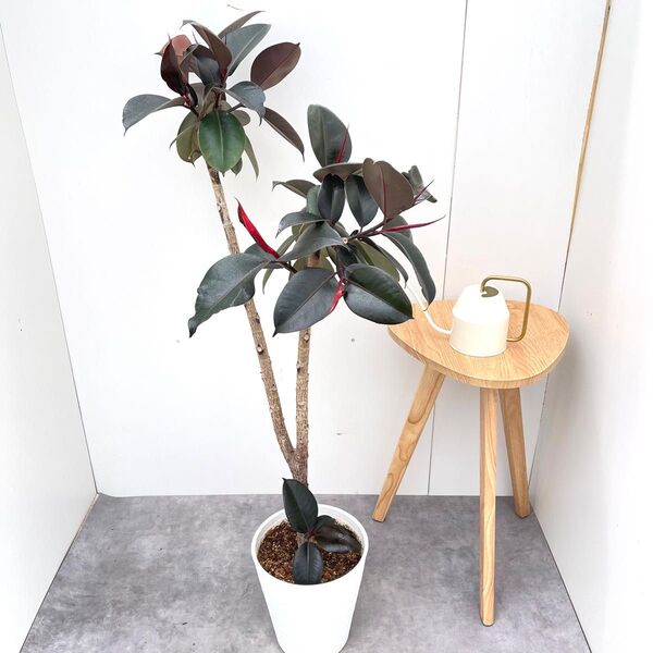 フィカス バーガンディ 2【現品】観葉植物 室内 大型
