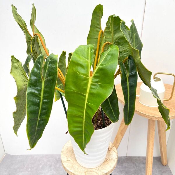 フィロデンドロン ビレッティア 8【現品】☆希少☆ 観葉植物 室内