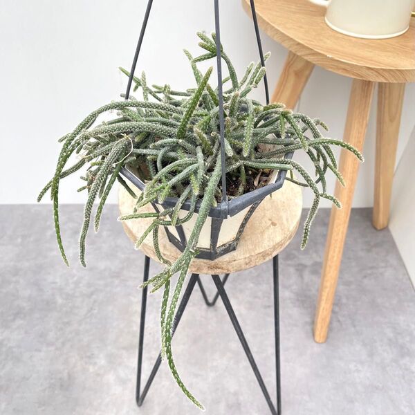 リプサリス ピロカルパ 1【現品】観葉植物 多肉植物 室内 ハンギング
