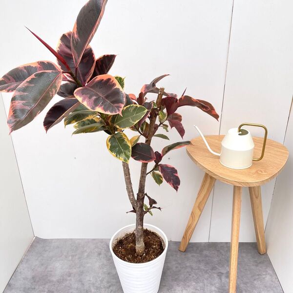 フィカス ルビー ストレート 3【現品】観葉植物 室内 大型