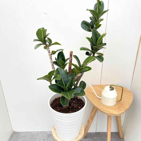 フィカス アポロゴム 8【現品】観葉植物 室内