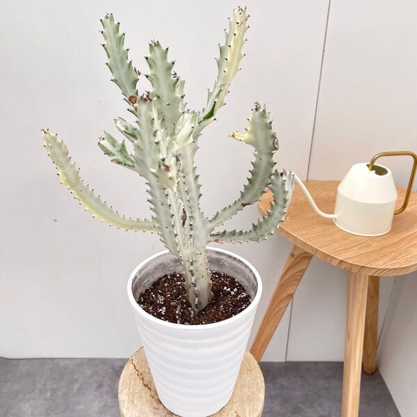 ユーフォルビア ホワイトゴースト 3【現品】☆希少☆ 観葉植物 室内