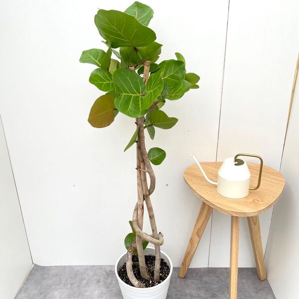 シーグレープ 曲がり 2【現品】観葉植物 大型