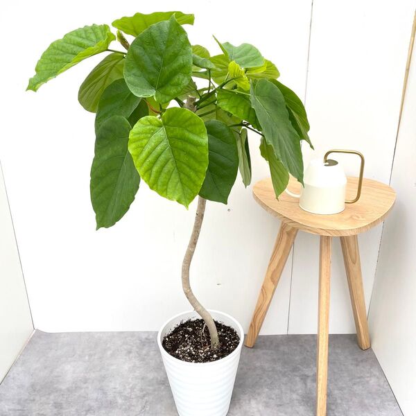 フィカス ウンベラータ 曲がり 8【現品】観葉植物 室内 大型