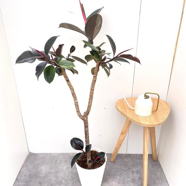 フィカス バーガンディ 3【現品】観葉植物 室内 大型