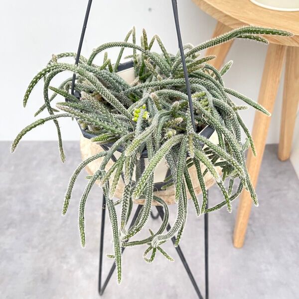 リプサリス ピロカルパ 2【現品】観葉植物 多肉植物 室内 ハンギング