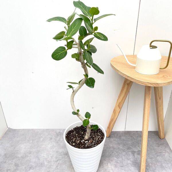 フィカス ベンガレンシス 曲がり 13【現品】観葉植物 大型 室内