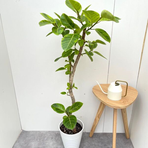 フィカス アルテシマ 曲がり 14【現品】観葉植物 室内 大型