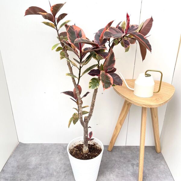 フィカス ルビー ストレート 2【現品】観葉植物 室内 大型