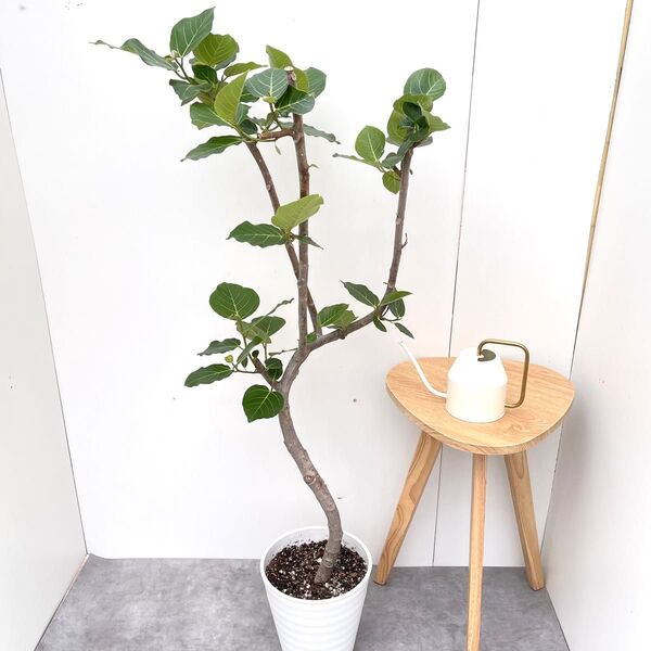 フィカス グランディス 曲がり 1【現品】☆希少☆ 観葉植物 室内 大型