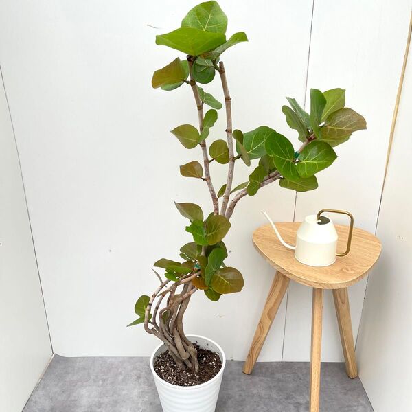 シーグレープ 曲がり 3【現品】観葉植物 大型