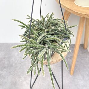 リプサリス ピロカルパ 3【現品】観葉植物 多肉植物 室内 ハンギング