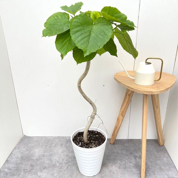 フィカス ウンベラータ 曲がり 9【現品】観葉植物 室内 大型