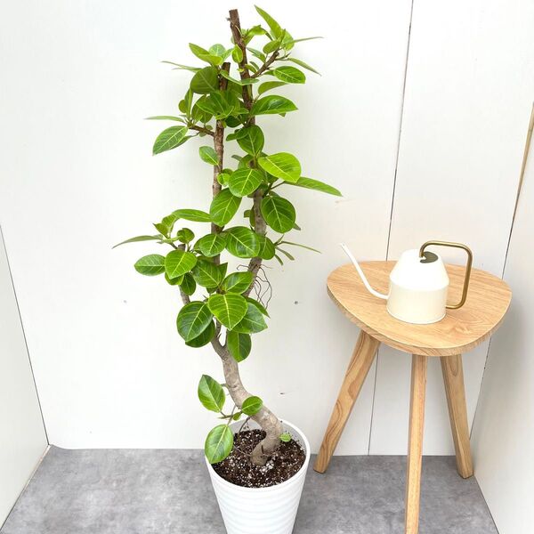 フィカス アルテシマ 曲がり 15【現品】観葉植物 室内 大型