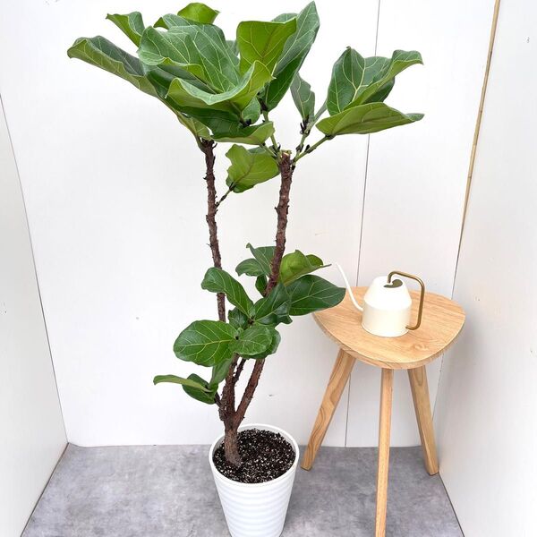 カシワバゴム フィカス リラータ 2【現品】観葉植物 大型 室内