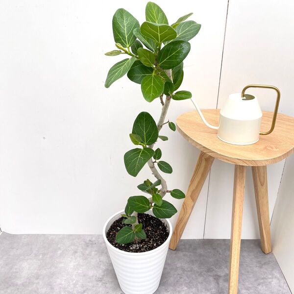 フィカス ベンガレンシス 曲がり 14【現品】観葉植物 大型 室内