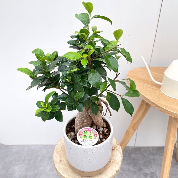 ガジュマル 陶器鉢 22【現品】観葉植物 室内