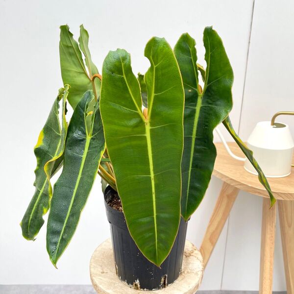 フィロデンドロン ビレッティア 4【現品】☆希少☆ 観葉植物