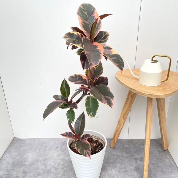 フィカス ルビー 曲がり 8【現品】観葉植物 室内 大型