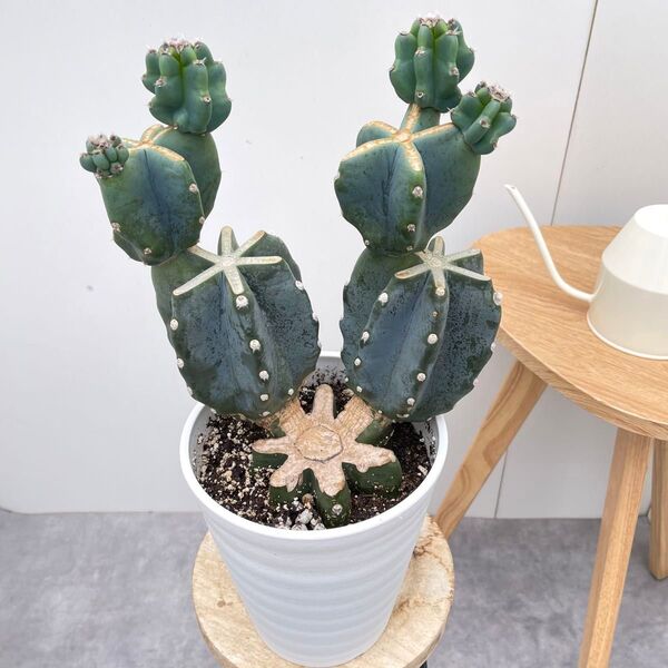 柱サボテン ブランチ 9【現品】観葉植物 室内 ドライガーデン 6号