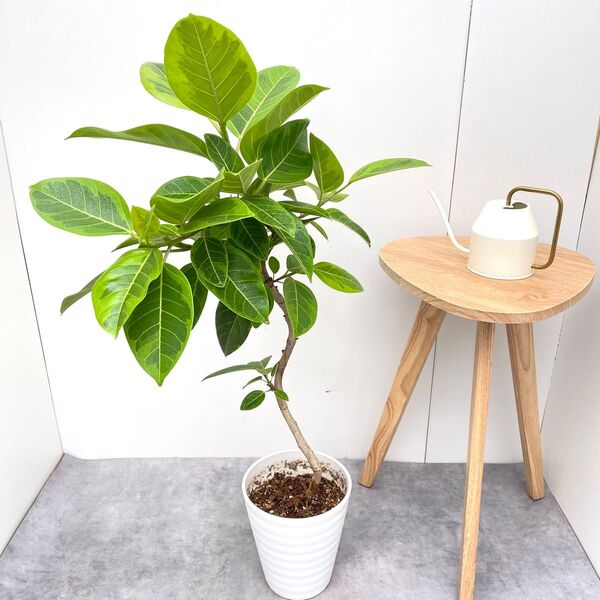 フィカス アルテシマ 曲がり 1【現品】観葉植物 室内