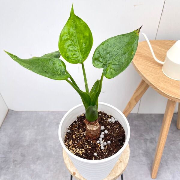 シマクワズイモ 斑入り【現品】☆希少☆ 観葉植物