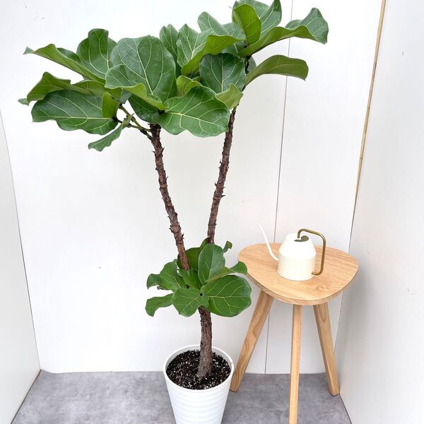 カシワバゴム フィカス リラータ 3【現品】観葉植物 大型 室内
